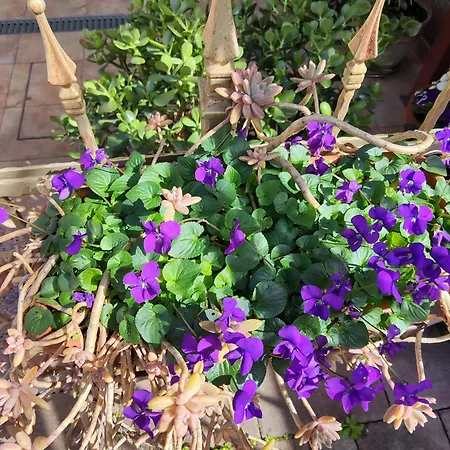Katarina